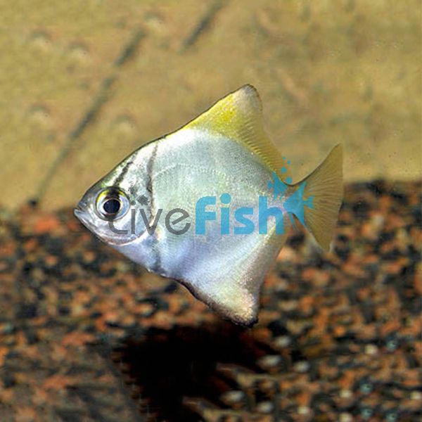 Mono Argent Brackish 4cm