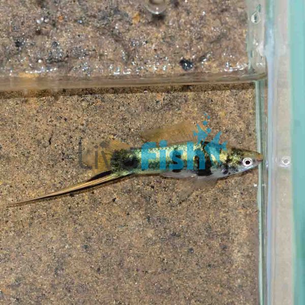 Montezumae Swordtail 4cm