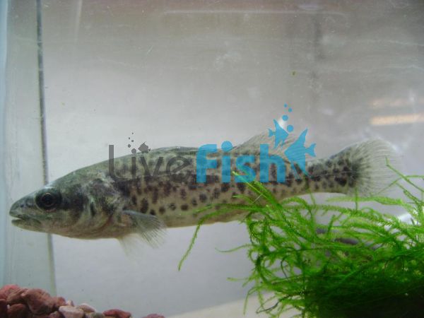 Murray Cod 8cm