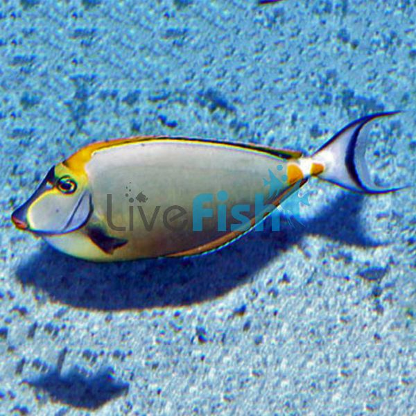 Elegant Tang - Large