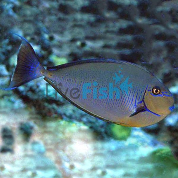 Vlamings Unicorn Tang - Med