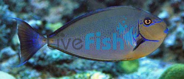 Vlamings Tang Unicornfish - Medium