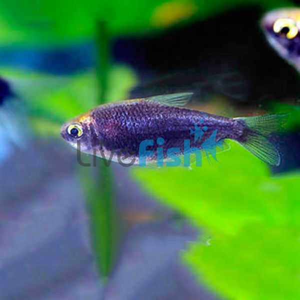 Black Emperor Tetra 2.5cm