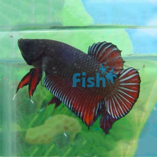 Nemo Koi Plakat Pair 4cm