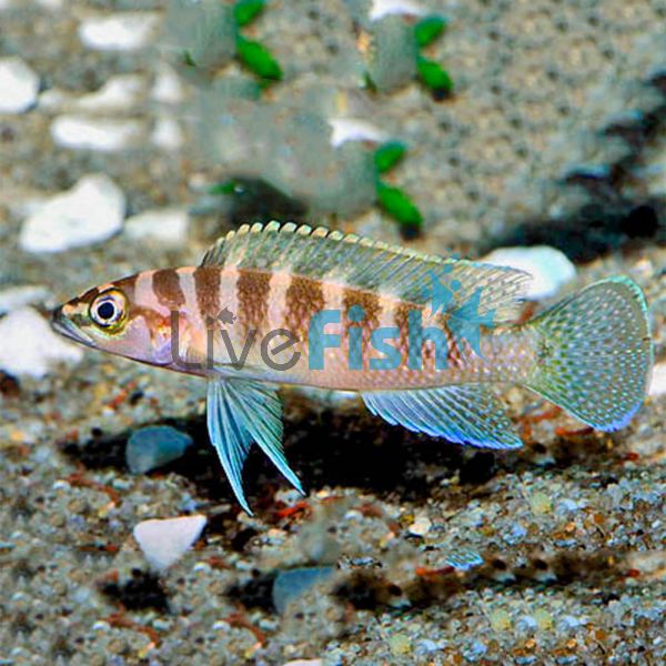 Neolamprologus Cylindricus 5cm