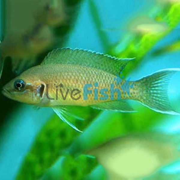 Princess Cichlid Greenface - Fulwe Rocks 7cm
