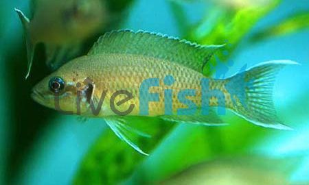 Princess Cichlid 3cm