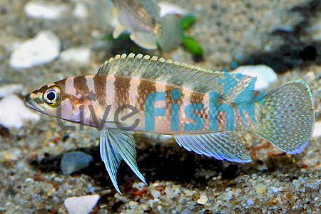 Neolamprologus Cylindricus 4cm