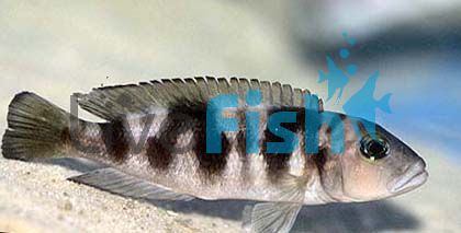 Lepidiolamprologus Hecqui 5cm