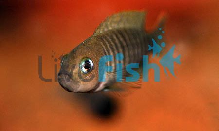 Neolamprologus Multifasciatus 3.5cm