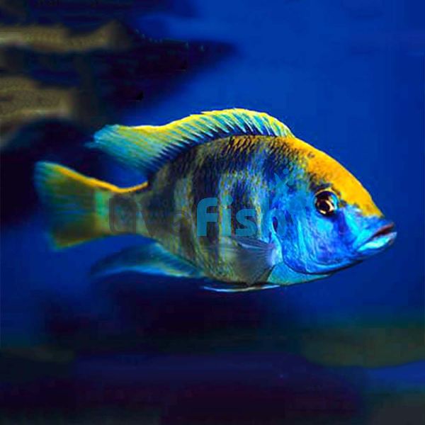 Venustus 5cm