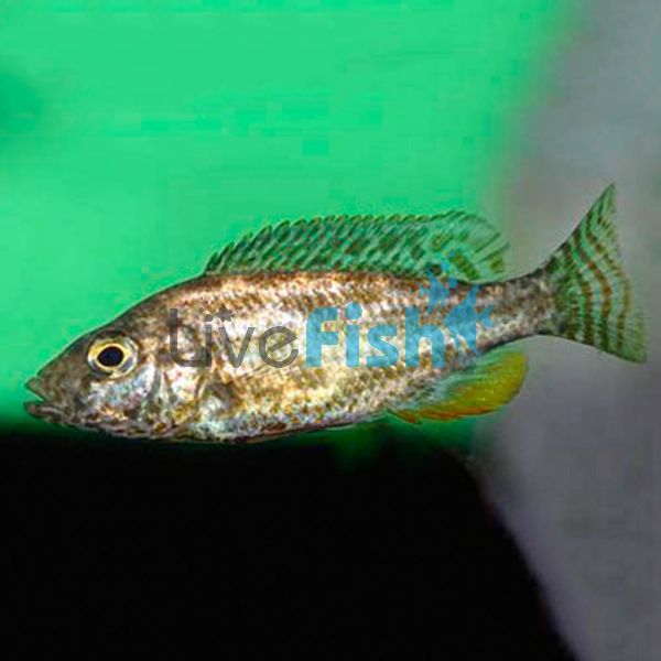 Polystigma 5cm