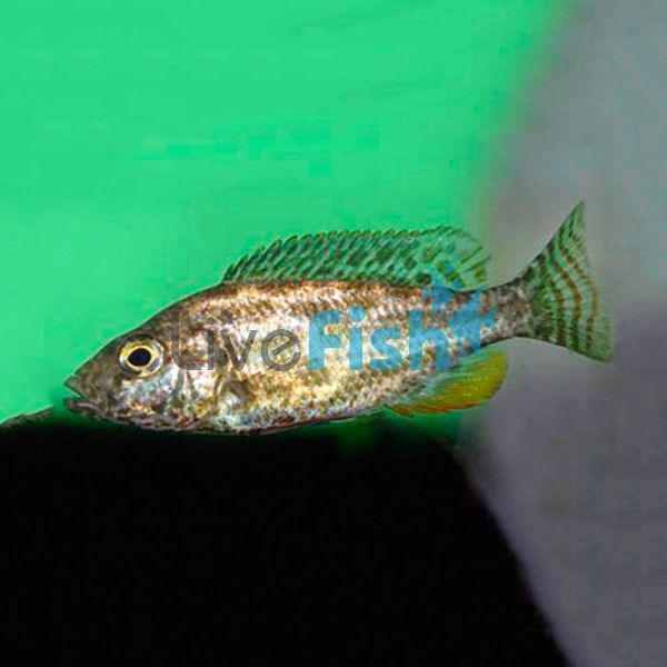 Polystigma 4cm