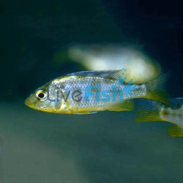 Venustus 3.5cm