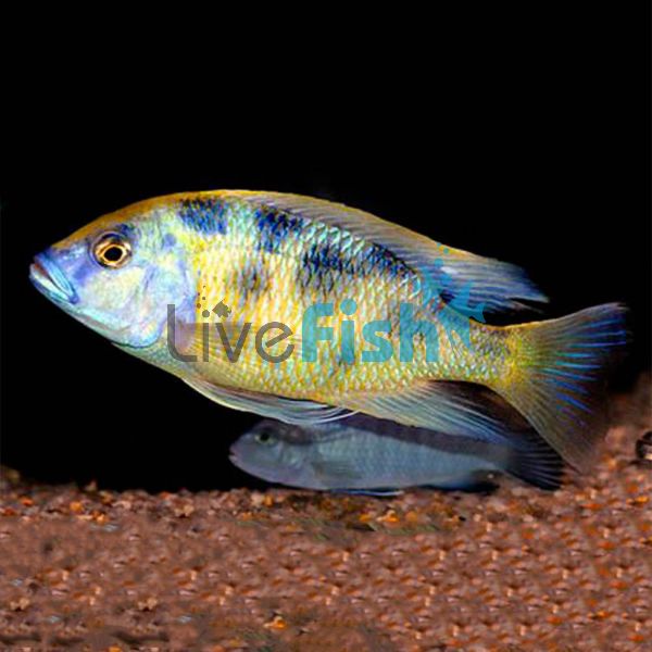 Venustus 7cm 