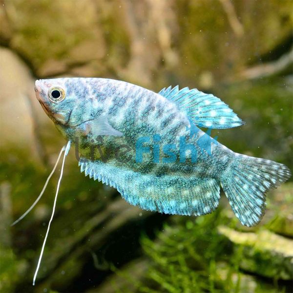 Opaline Gourami 9cm