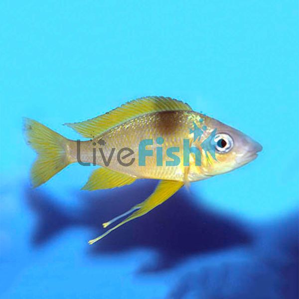 Ophthalmotilapia Nasutus 3.5cm