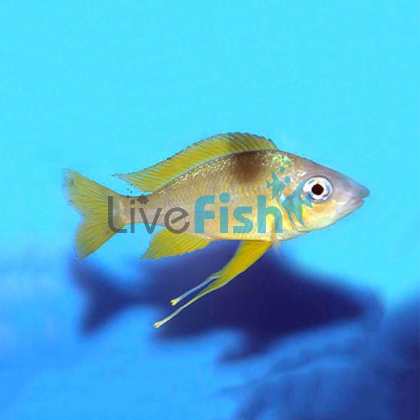 Ophthalmotilapia Nasutus 4cm