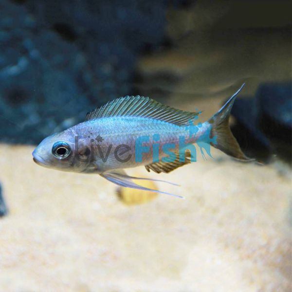 Ophthalmotilapia Ventralis 5cm