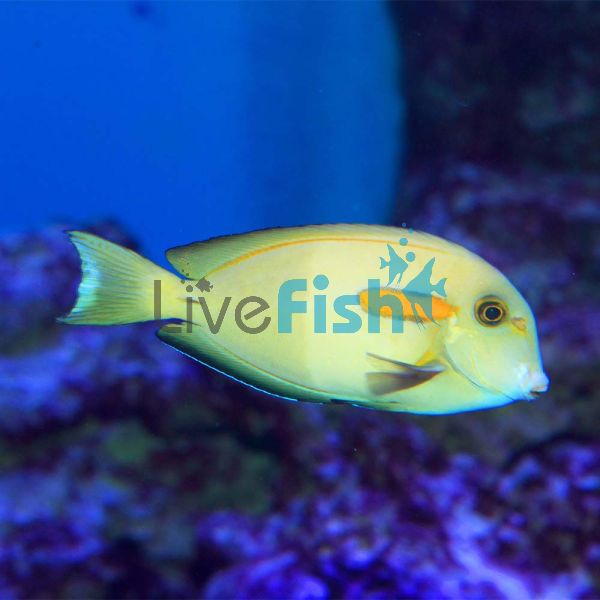 Orange Shoulder Surgeon Tang - Juvenile