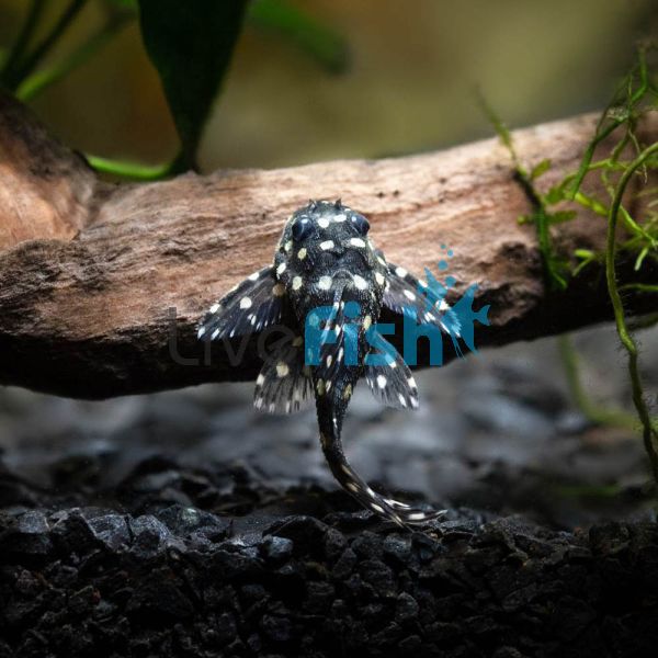 Orinoco Angel Pleco L201 3.5cm