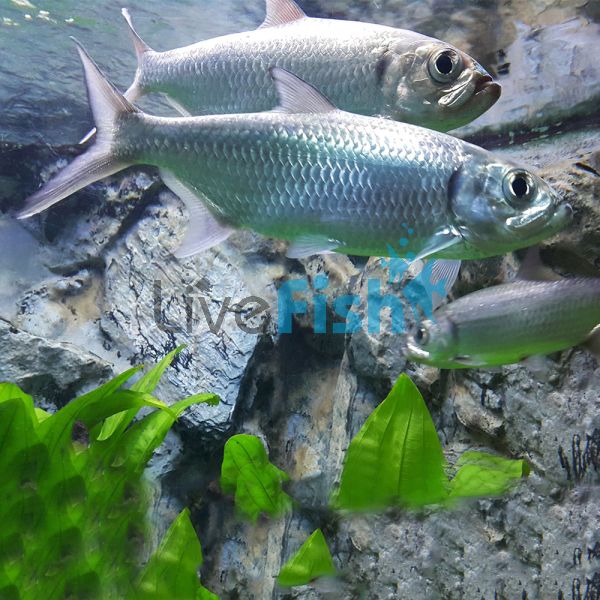 Oxeye Herring - Brackish 9cm