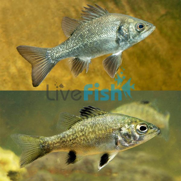 20x Australian Bass 4cm