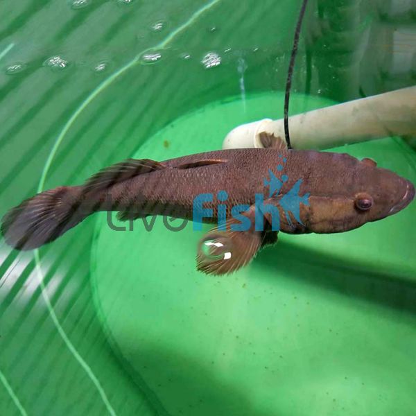 10x Sleepy Cod 15cm