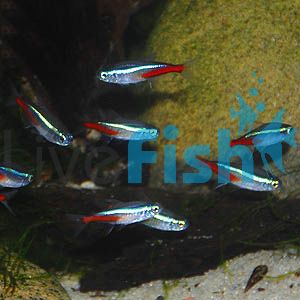 10x Neon Tetra 2cm
