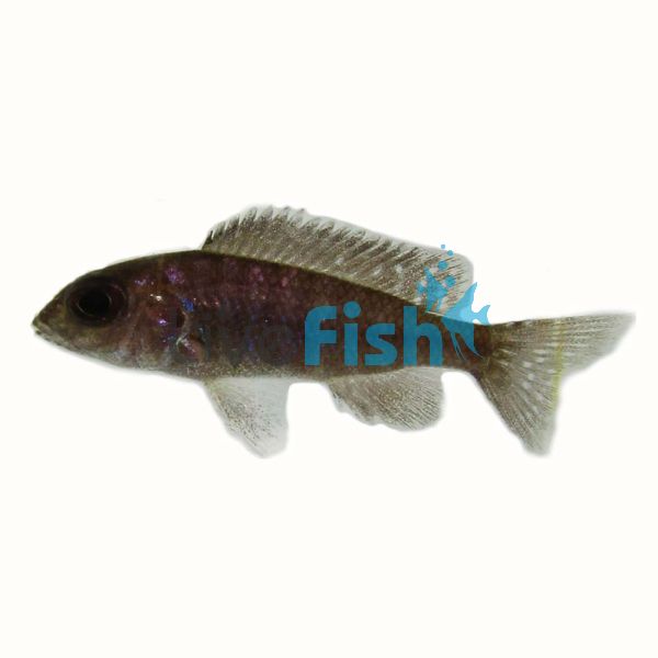 Peacock Cichlid Gallireya Reef 4cm