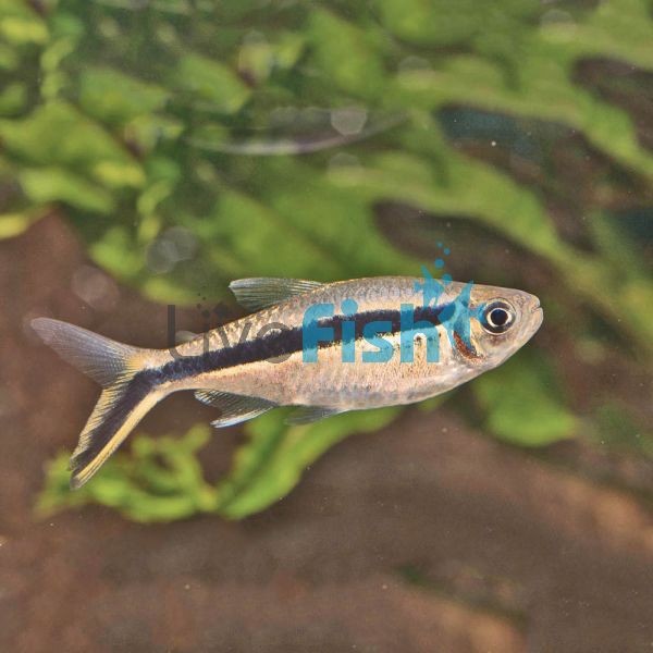 Penguin - Hockey Stick Tetra 4.5cm