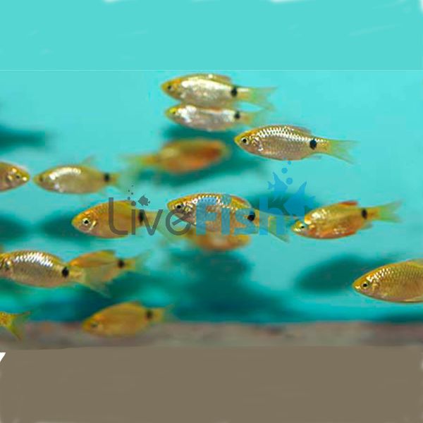 30x Rosy Barb 2cm
