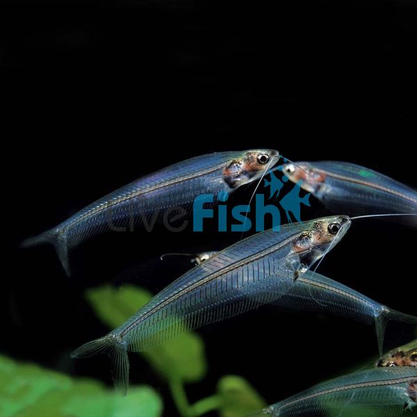 Phantom Glass Catfish 8cm