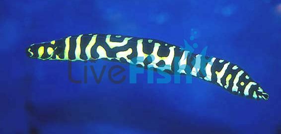 Goby Engineer 