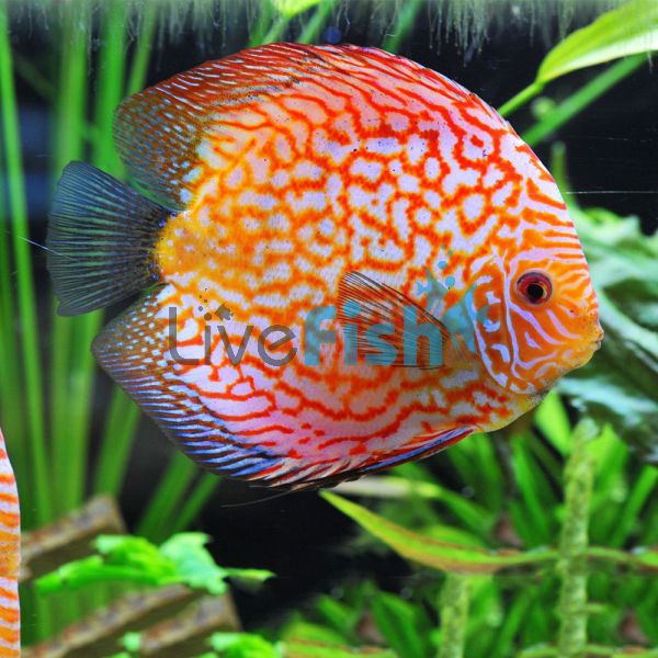 Pigeon Checkerboard Discus 9cm