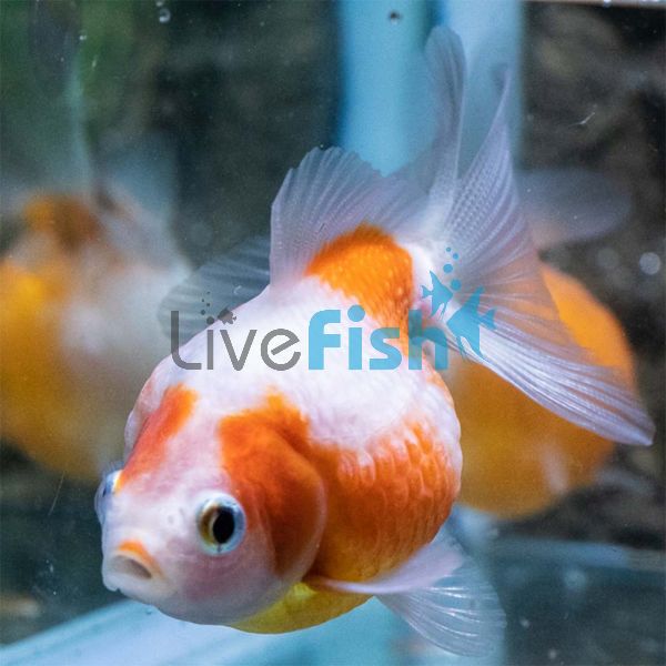 Ping Pong Pearl Scale Goldfish 12cm