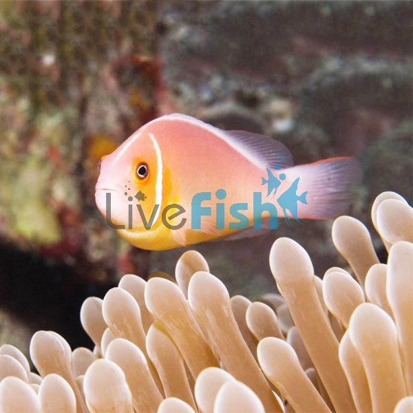 Pink Skunk Clownfish MED