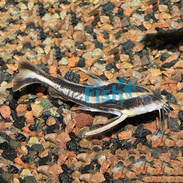 Raphael (Striped) Talking Catfish 4cm