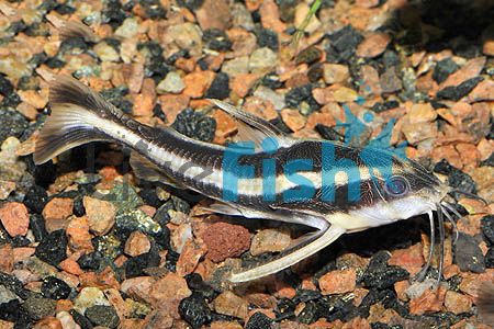 Raphael (Striped) Talking Catfish
