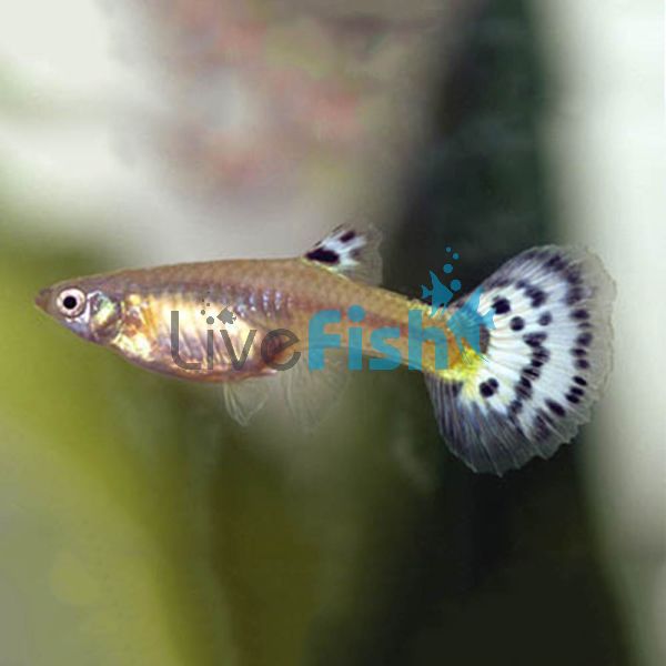 Female Guppy 3.5cm