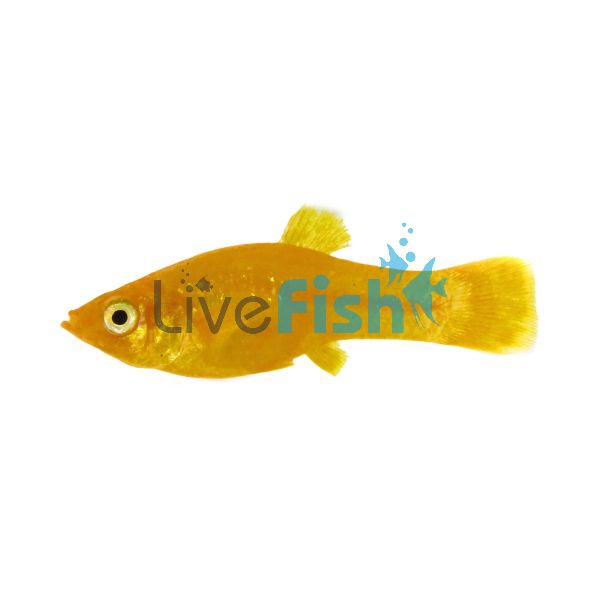 Mini Golden Molly 3.5cm 
