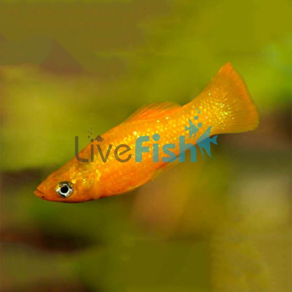 Orange Saffron Molly 5cm 