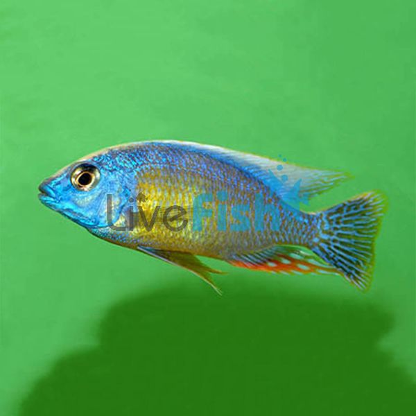 Chimoto Red 7cm