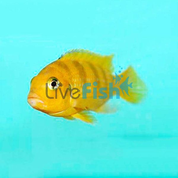 Lombardoi 5cm