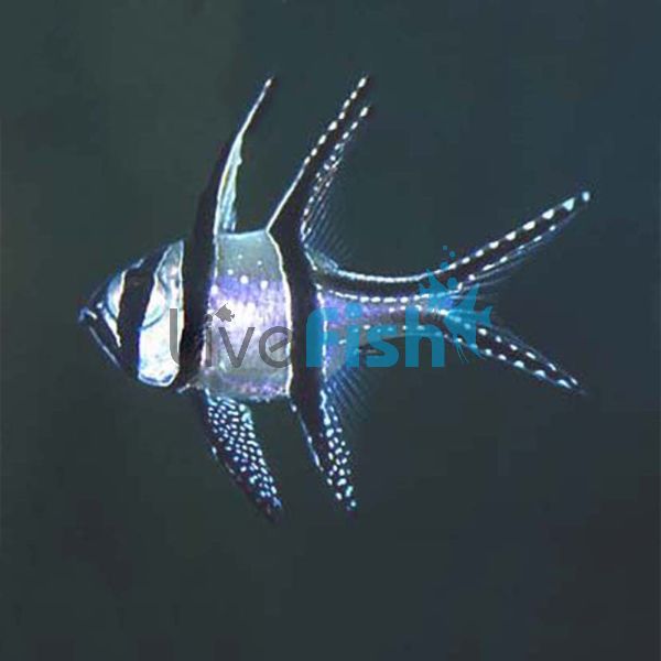 Cardinalfish - Banggai 