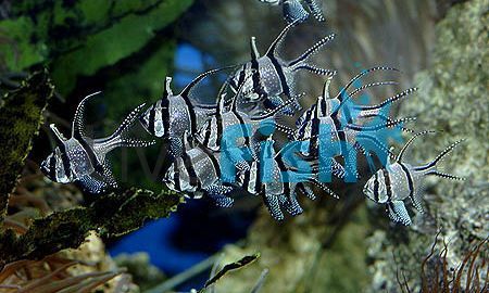 Cardinalfish - Banggai - Large