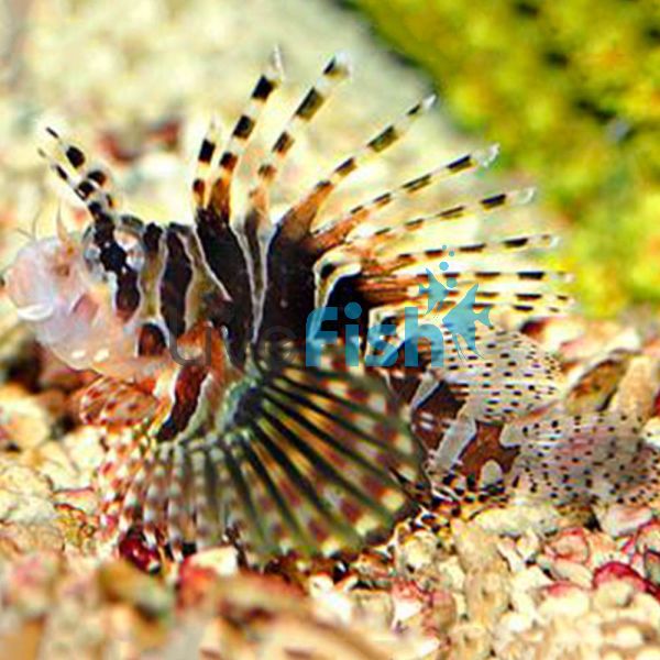 Radiata Lionfish - Medium
