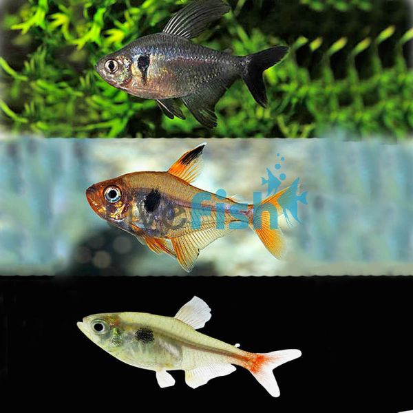 Phantom Tetra Pack 3cm