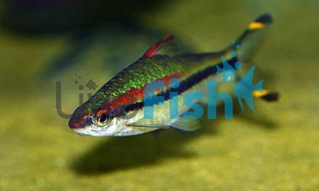 Adult Red Line Torpedo Barb 10cm