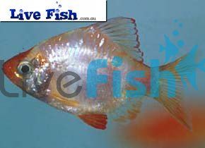 Golden Tiger Barb 4cm